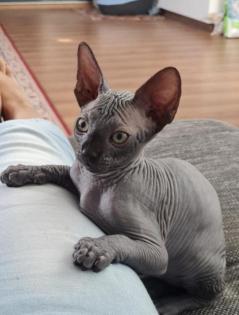 Sphynx Weibchen Mädchen