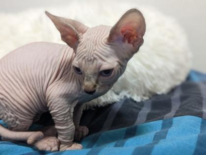 Kanadische Sphynx Katze