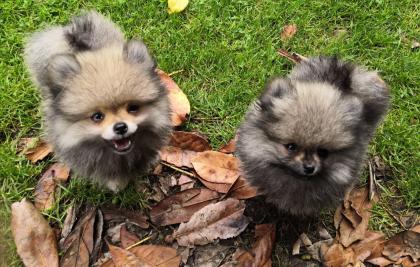 Pomeranian / Zwergspitz Welpen mit Stammbaum suchen ein neues Liebevolles zuhause