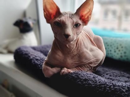 3 wunderschöne Sphynx Kater abzugeben