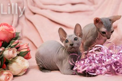 Don Sphynx Kitten - Katzenbabys