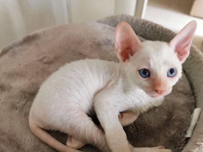 Wunderschönen Lockenkatzen die nicht Haaren