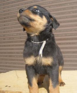 Rottweilerwelpen