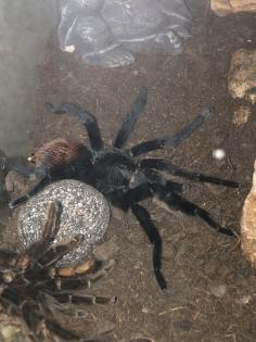 Vogelspinne Brachypelma vagans