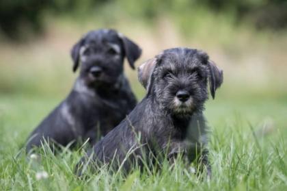 Mittelschnauzer Pfeffer/Salz