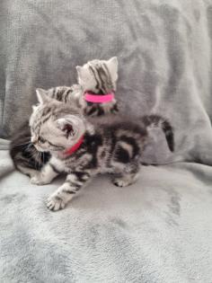 BKH Silver Tabby Kitten Reinrassig