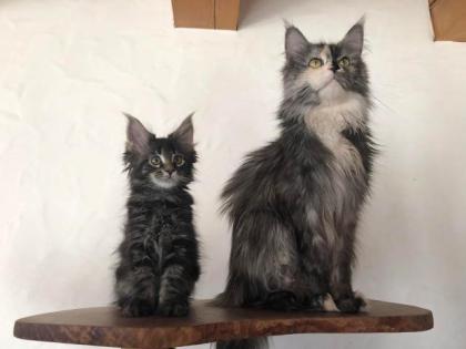 Reinrassige Maine Coon Kitten mit Stammbaum sind auf der Suche.