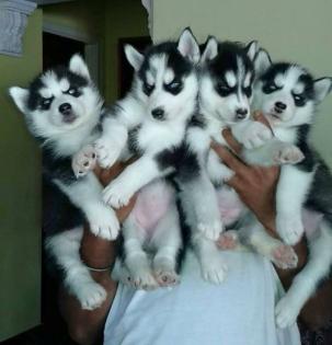 Siberian Husky Welpen