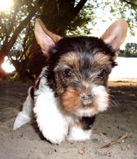 Biewer Yorkshire Terrier Welpen suchen neues zu Hause