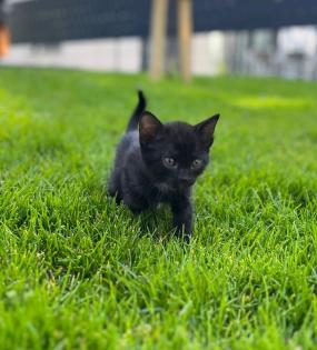 Süße kitten zu verkaufen