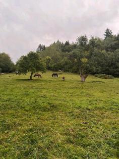 Stallplatz / Einstellplatz / Offenstall Pferd