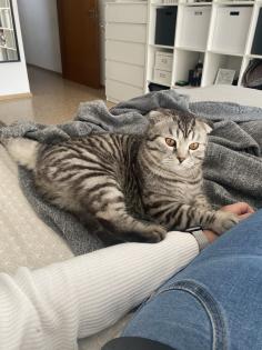 Bkh/SF Mix Kater 1, 5 Jahre alt