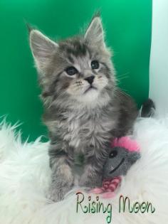 Typvolle Maine Coon Katerchen in Silver