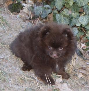 Hübsche Pomchi Zwergspitz Kleinspitz Welpen in creme und schoko