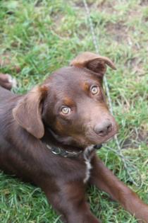 BORADOR Welpen Border Collie und Labrador Retriever Mix