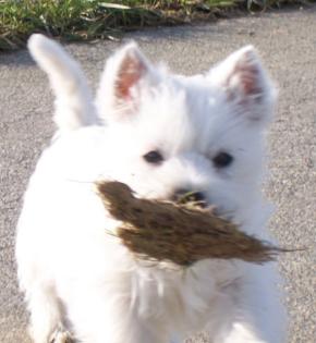 West Highland White Terrier Welpen