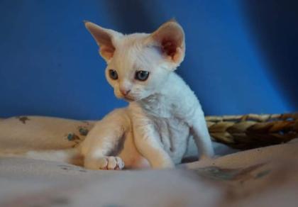 Devon rex Babys, die Eltern sind getestet auf gen Erbkrankheiten