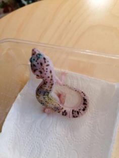 Ich biete hier Junge Leopardgecko Weibchen an