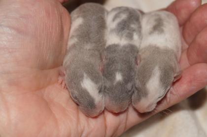 Einzigartiger Ratten Nachwuchs