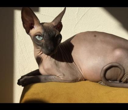 Sphynx Dame sucht dringend neues Zuhause