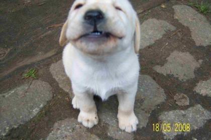 ZUCKERSÜSSE BLONDE LABRADOR WELPEN ABZUGEBEN