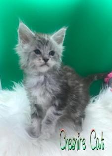 Typvolle Maine Coon Katerchen in Silver