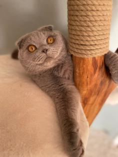 Scottish Fold Kater Deckkater lilac