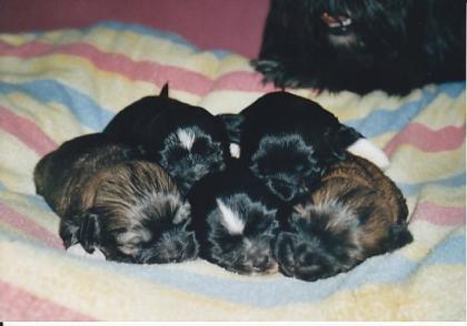 Supersüße lackschwarze Shihtzu Mädchen mit weissen Accesoires suchen liebevol