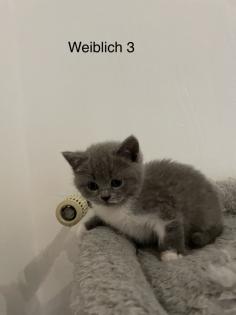 Bkh kitten zuckersüß