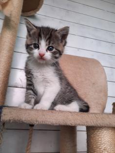 Katzenbabys suchen neues Zuhause