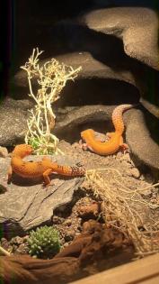 Leopardgecko inklusive Terrarium