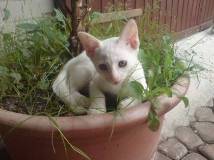 Süße, schnee weisse BKH Mix Kitten