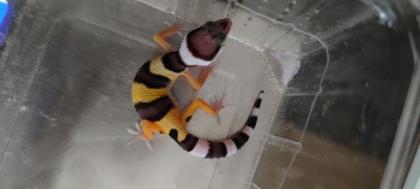 Leopardgecko Weibchen NZ 2021