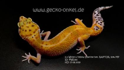 Leopardgeckos aus 2021 abzugeben