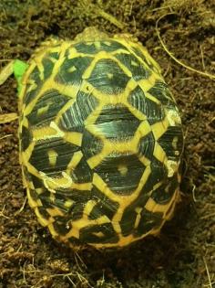 Südindische Sternschildkröten Jungtiere geboren 06/2023 mit Papieren