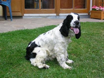 Coccer Spaniel Rüde