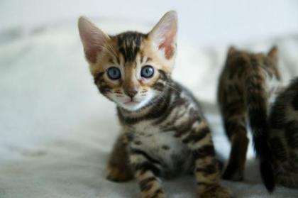 Bengal-Kitten mit Stammbaum