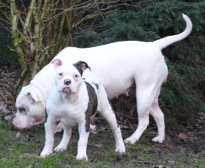 American Bulldog Welpe Weibchen