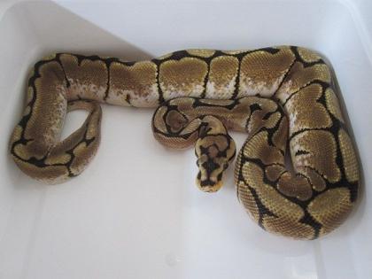 Python Regius Königspython / Kornnatter Butter Striped Butter Motley Ultramel