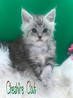 Typvolle Maine Coon Katerchen in Silver