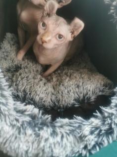 Elf Sphynx Kitten