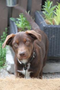 BORADOR Welpen Border Collie und Labrador Retriever Mix