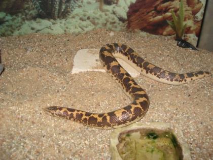 Kenia Sandboa inkl. Terrarium zu verkaufen Eryx colubrinus loveridgei 1. 0.