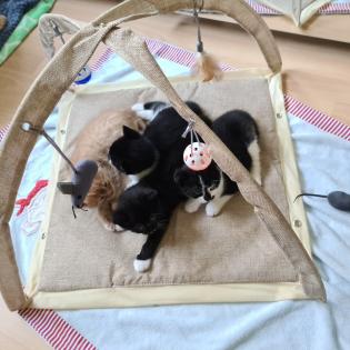 4 süße Kitten suchen ab sofort ein neues zuhause