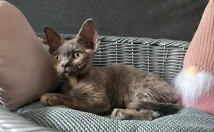 Devon Rex Mädchen Juni. 23