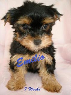 Yorkshire Terrier Welpen