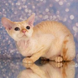 Devon rex Babys, die Eltern sind getestet auf gen Erbkrankheiten