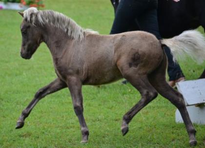 Classic Ponys bei Top Horse Of The Year 2021