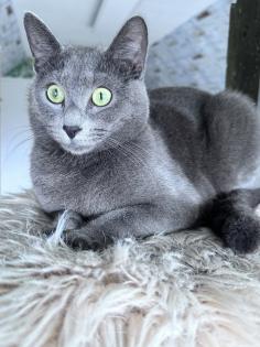 Russisch Blau Kater