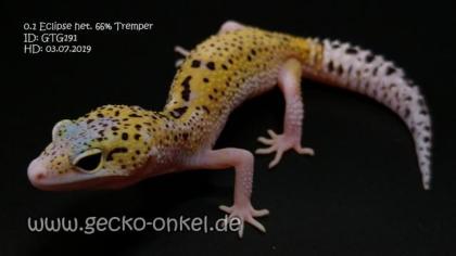 Leopardgeckos aus 2021 abzugeben